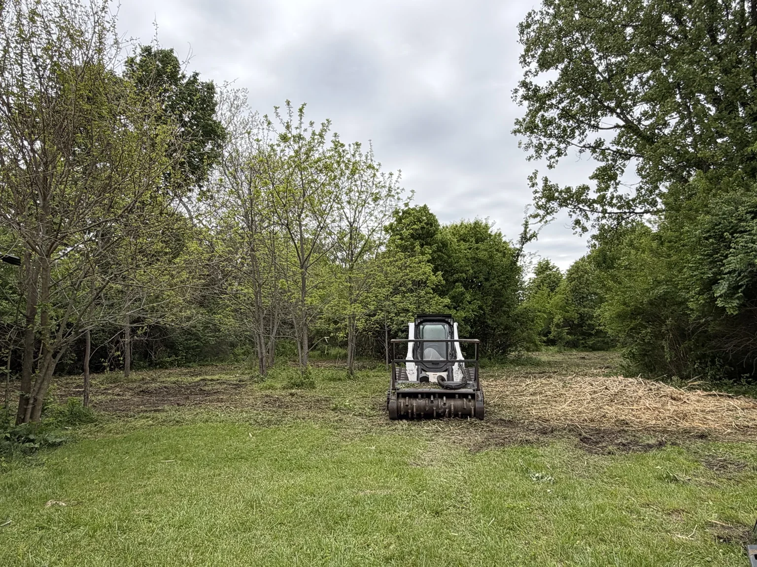Dense overgrown woodland before clearing