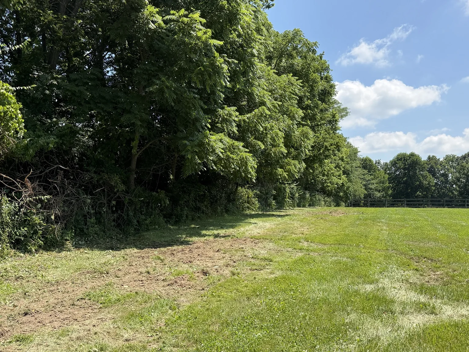 Dense fence row and field edge before clearing