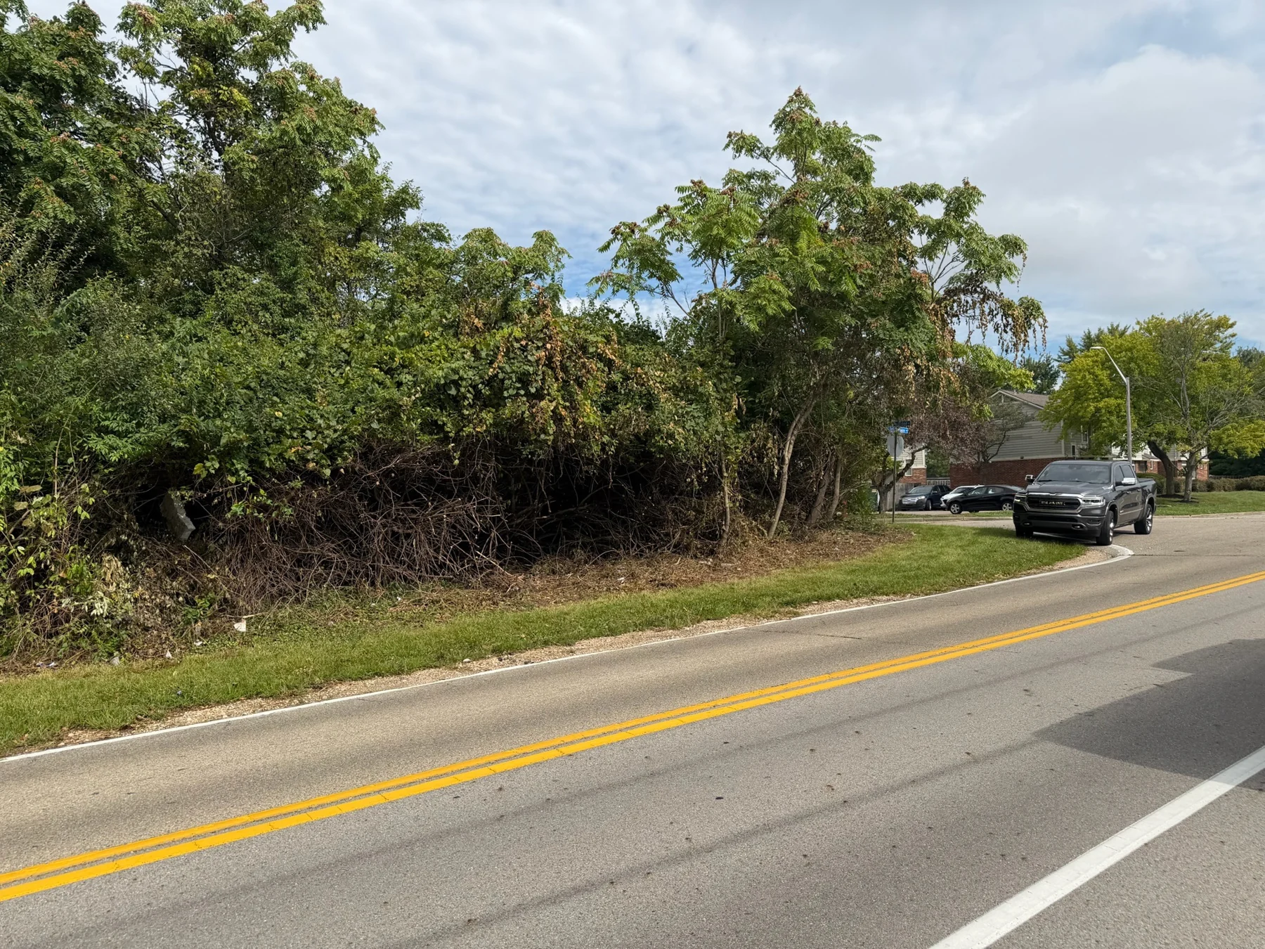 Overgrown roadside area before clearing